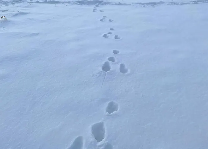 Przewietrzona Głowa Domek alpejski Ponikwa (Lower Silesia)